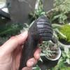 Gambar TIPE KEPALA CEMBUNG BERGERIGI Anak Cobek Batu Kali Super Halus Ulekan dari MunTHuCom Kab. Sleman 1 Tokopedia