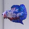 Gambar Cupang Plakat Blue Candy Milkita Susu dari Astro Betta Kota Bekasi 4 Tokopedia
