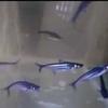Gambar ikan patin hias ukuran 10-15cm dari Galery_LeXa Jakarta Barat 1 Tokopedia