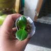 Gambar sedling anggrek bulan dari Angphotorion Kab. Jember 2 Tokopedia