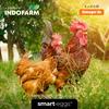 Gambar Telur Omega 3 Organik - INDOFARM Smart Eggs™ - Box Full Design dari INDOFARM JAKARTA UTARA Jakarta Utara 3 Tokopedia