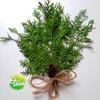 Gambar Daun Cemara Kipas Hijau, Fresh Cypress,Art,Photografi, Herb,Printing dari mahatara Kota Bogor 1 Tokopedia