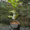 Gambar Bibit Jambu Air Dalhari asal Cangkok dari NUSAGROW NURSERIES Kota Bogor 2 Tokopedia