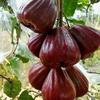 Gambar bibit jambu air dalhari super dari ParadiseGarden Kota Bekasi 2 Tokopedia