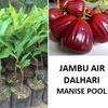 Gambar bibit jambu air dalhari super dari ParadiseGarden Kota Bekasi 1 Tokopedia