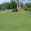 Gambar jual rumput golf di surabaya rumput hidup siap untuk panen dan dikirim dari Rumput Taman Surabaya Kota Surabaya 3 Tokopedia