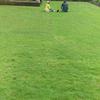 Gambar jual rumput golf di surabaya rumput hidup siap untuk panen dan dikirim dari Rumput Taman Surabaya Kota Surabaya 1 Tokopedia