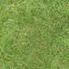 Gambar jual rumput golf di surabaya rumput hidup siap untuk panen dan dikirim dari Rumput Taman Surabaya Kota Surabaya 5 Tokopedia