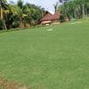 Gambar jual rumput golf di surabaya rumput hidup siap untuk panen dan dikirim dari Rumput Taman Surabaya Kota Surabaya 4 Tokopedia