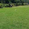 Gambar jual rumput golf di surabaya rumput hidup siap untuk panen dan dikirim dari Rumput Taman Surabaya Kota Surabaya 2 Tokopedia