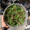 Gambar BUCHEPALANDRA mix per nampan Tanaman Aquascape dari DEFA AQUATIC Kota Surabaya 2 Tokopedia