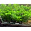 Gambar Tanaman Aquascape CABOMBA GREEN dari DEFA AQUATIC Kota Surabaya 1 Tokopedia