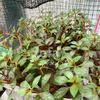 Gambar Tanaman Aquascape LUDWIGIA REPENS RUBIN dari DEFA AQUATIC Kota Surabaya 2 Tokopedia
