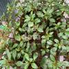 Gambar Tanaman Aquascape LUDWIGIA REPENS RUBIN dari DEFA AQUATIC Kota Surabaya 1 Tokopedia