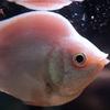 Gambar ikan hias peces besadores dari Galery_LeXa Jakarta Barat 2 Tokopedia