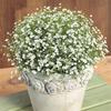 Gambar Benih/Bibit/Seed Annual Baby's Breath Cocok Untuk Merangkai Bunga dari Amefurashi Jakarta Selatan 1 Tokopedia