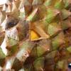 Gambar Durian Bawor Menul Utuh - 4.32 dari Dnd-83 Jakarta Selatan 4 Tokopedia