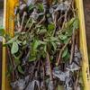 Gambar Bibit Jambu Kristal (Cutting Cangkok) dari NUSAGROW NURSERIES Kota Bogor 5 Tokopedia
