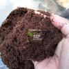 Gambar Media Tanam Cocopeat Halus Sabut Kelapa Murni 500 Gram dari SAP Garden Kab. Banyumas 1 Tokopedia