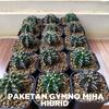 Gambar Paketan kaktus gymnocalycium mihanovichii (gymno miha) hibrid - medium dari her_majesty Kab. Bogor 1 Tokopedia