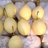 Gambar Pear Ya Lie Buah Segar/ Pir Yalie Fresh Import Murah Per 1 dus 15kg dari Toko-Buah-88 Jakarta Barat 2 Tokopedia