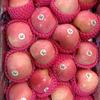 Gambar Buah Apel Fuji Premium Segar/ Manis dan Garing/ RRC Apple 88 Per 1 dus dari Toko-Buah-88 Jakarta Barat 2 Tokopedia