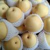 Gambar Pear Century Buah Segar / Pir Century Fresh Import Murah Per 1dus 16kg dari Toko-Buah-88 Jakarta Barat 3 Tokopedia