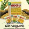 Gambar Gibgro 10sp ZPT GA3 Memperkecil Biji Kelengkeng dari Purotani.ID Kab. Purworejo 2 Tokopedia