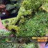 Gambar Forrest Moss Riccia dari Dunia Anura Jakarta Barat 1 Tokopedia