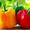 Gambar Benih/Bibit/Seeds Paprika / Bell Pepper Mix Colour Cocok untuk Pemula dari Amefurashi Jakarta Selatan 5 Tokopedia