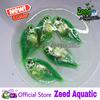 Gambar ikan hias aquascape glofish tetra import dari Zeed Aquatic Kota Tangerang Selatan 15 Tokopedia