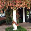 Gambar Benih/Bibit Seeds Trumpet Creeper Vine Tanaman Merambat Flower Vine dari Amefurashi Jakarta Selatan 5 Tokopedia