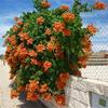 Gambar Benih/Bibit Seeds Trumpet Creeper Vine Tanaman Merambat Flower Vine dari Amefurashi Jakarta Selatan 3 Tokopedia