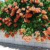 Gambar Benih/Bibit Seeds Trumpet Creeper Vine Tanaman Merambat Flower Vine dari Amefurashi Jakarta Selatan 4 Tokopedia