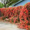 Gambar Benih/Bibit Seeds Trumpet Creeper Vine Tanaman Merambat Flower Vine dari Amefurashi Jakarta Selatan 1 Tokopedia
