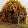 Gambar Benih/Bibit Seeds Trumpet Creeper Vine Tanaman Merambat Flower Vine dari Amefurashi Jakarta Selatan 2 Tokopedia