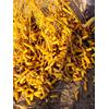 Gambar Kurma Muda Kuning 250 gr dari King Fatih Shop Jakarta Selatan 1 Tokopedia