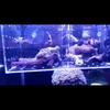 Gambar Box Karantina Ikan Aquarium dari FUGU MARINE OFFICIAL Jakarta Utara 3 Tokopedia