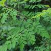 Gambar daun kelor segar alami 100 gram - 100 gram dari Dientoko Kota Surabaya 2 Tokopedia
