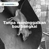 Gambar The Last Dinner Racun & Pembasmi Tikus (Umpan Tikus) BELI 1 GRATIS 1 dari Juragan Online Official Kota Tangerang Selatan 5 Tokopedia