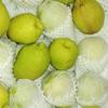 Gambar Buah Pir Pear Xiang-lie 1 dus 7 kg dari Toko-Buah-88 Jakarta Barat 2 Tokopedia
