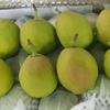 Gambar Buah Pir Pear Xiang-lie 1 dus 7 kg dari Toko-Buah-88 Jakarta Barat 3 Tokopedia
