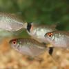 Gambar ikan red eyes dari Galery_LeXa Jakarta Barat 1 Tokopedia