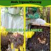 Gambar Propolis Mentah/Raw Propolis Klanceng Trigona-Bersih Berat 200 gr - raw Propolis, 100 gram dari geraimadanibee Kab. Gowa 3 Tokopedia