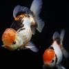 Gambar ikan koki oranda tricolor dari Galery_LeXa Jakarta Barat 2 Tokopedia