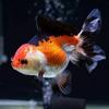 Gambar ikan koki oranda tricolor dari Galery_LeXa Jakarta Barat 1 Tokopedia