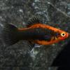 Gambar ikan platy tuxedo dari Galery_LeXa Jakarta Barat 1 Tokopedia