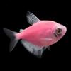 Gambar ikan hias aquascape glofish tetra import dari Zeed Aquatic Kota Tangerang Selatan 16 Tokopedia