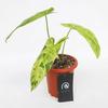 Gambar Philodendron Paraiso Verde - Tanaman Hias philo / indoor plant - 1 daun small dari Habitart nursery Kota Depok 4 Tokopedia