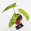 Gambar Philodendron Paraiso Verde - Tanaman Hias philo / indoor plant - 1 daun small dari Habitart nursery Kota Depok 3 Tokopedia